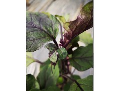 腐植酸、氨基酸、海藻肥，哪個好？