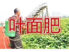葉面肥只是輔助根部營養(yǎng)！聊聊其正確使用方法和濃度